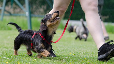 Close up of small dog walking with red leash.