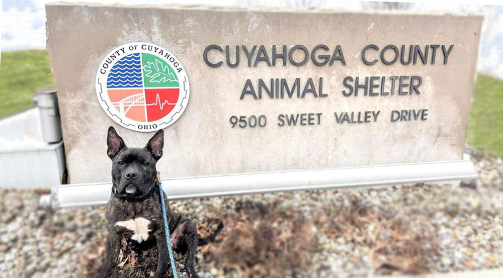 A closeup of a dog's face getting fostered before adoption.