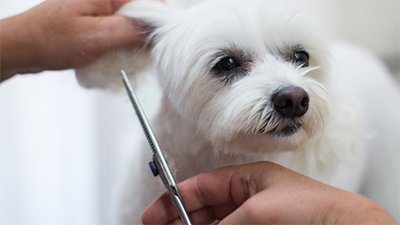 white small dog being groomed