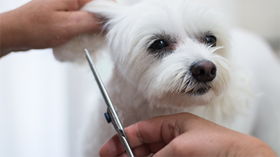 Cute white small dog being groomed.