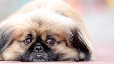 Small fluffy dog laying dog with sad eyes