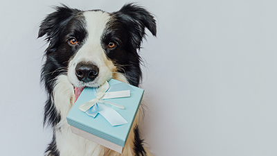 Black and white large dog holding wrapped gift with bow