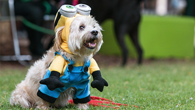 Small white dog in Minion costume