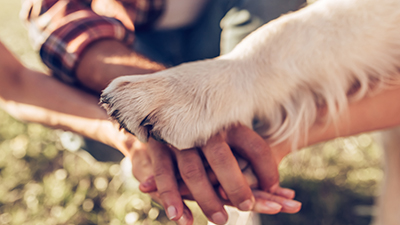 Close up of 2 human hands and a dog paw