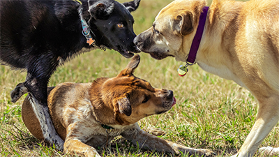 dogs playing outdoors