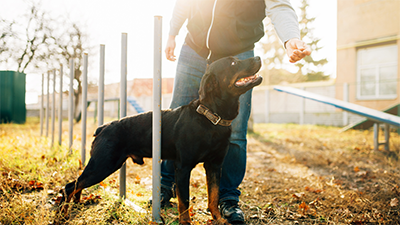 Man training dog outdoors