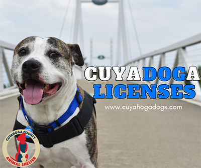 Photo of brown and white dog with blue collar advertising Cuyahoga dog Licenses.