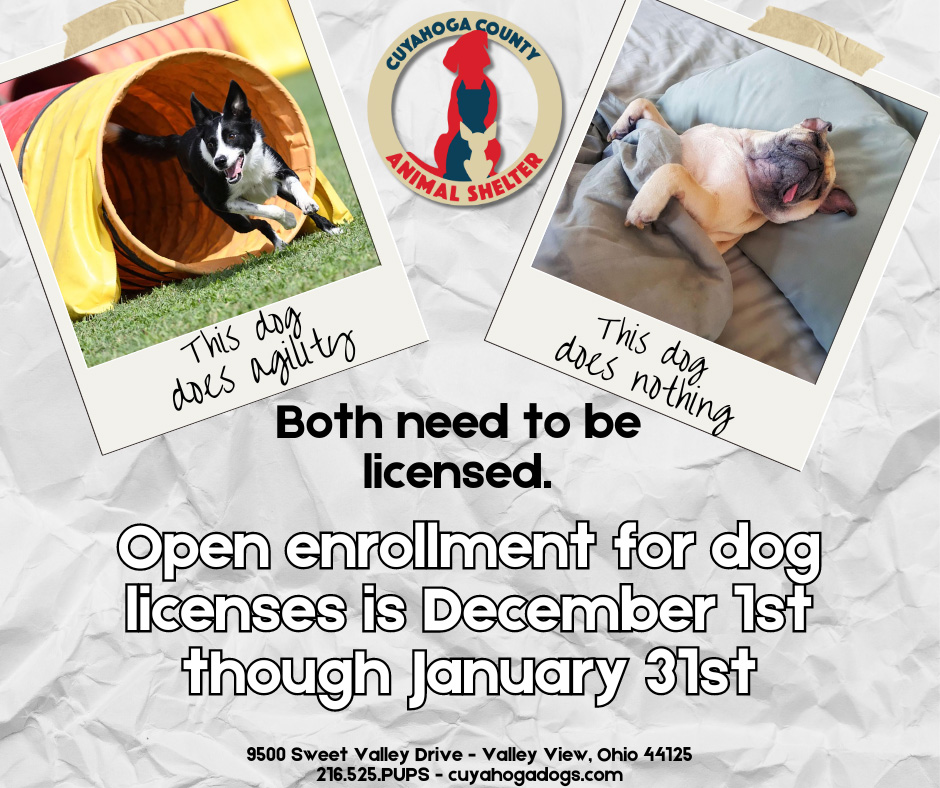 FBLicense Pictures of an active dog and a lazy dog, both need liscensed.