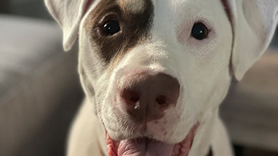 Close up of white dogs face with brown circle around eye