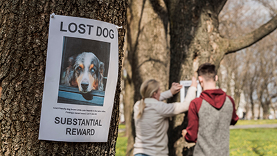 Male and female hanging lost dog poster on tree