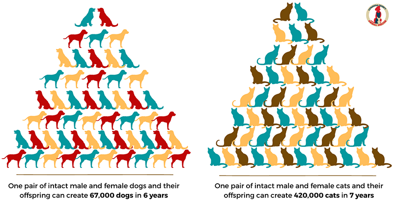 One pair of intact male and female dogs and their offspring can create 67,000 dogs in 6 years. One pair of intact male and female cats and their offspring can create 420,000 cats in 7 years.