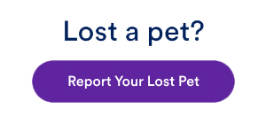 Report Your Lost Pet button