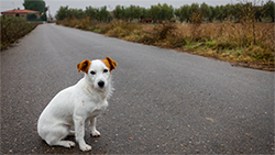 pup in road