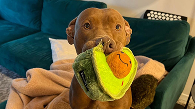 Large brown dog holding avocado stuffed toy in mouth