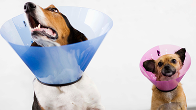 A large dog and a small dog with a medical cone around their necks.